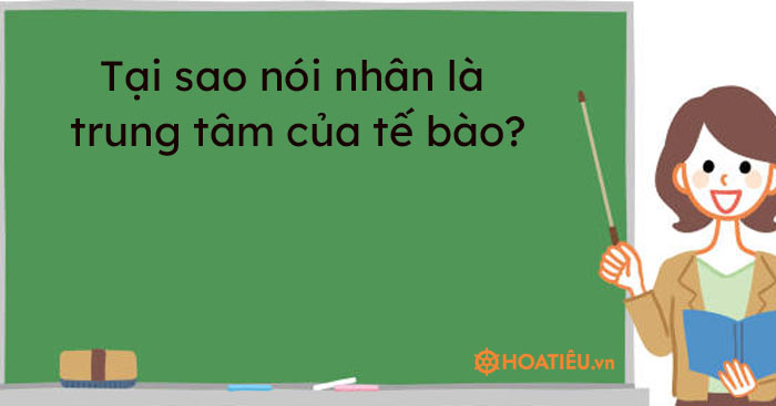 Tại sao nói nhân là trung tâm của tế bào? - HoaTieu.vn