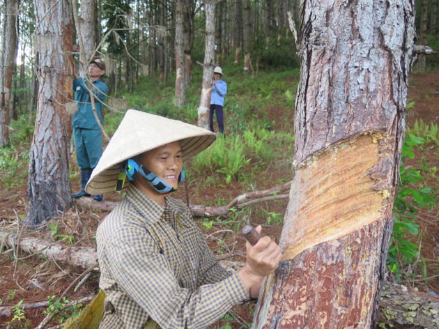 Vì sao khi ta bóc vỏ quanh cành cây thì 1 thời gian sau phía trên chỗ vỏ bị bóc phình to ra?