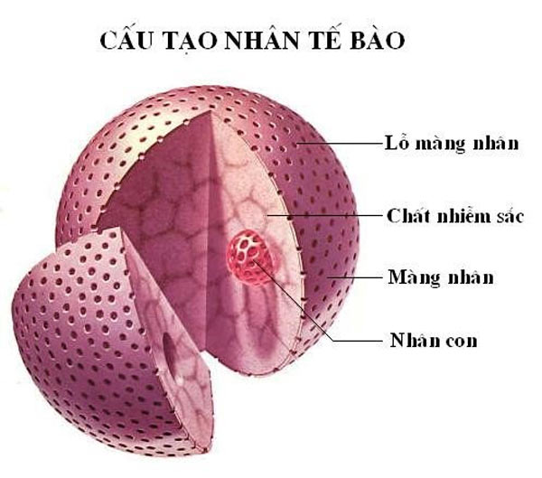 Bào quan nào có vai trò điều khiển mọi hoạt động sống của tế bào?