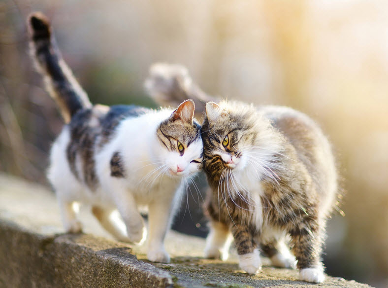 Thuyết minh con mèo