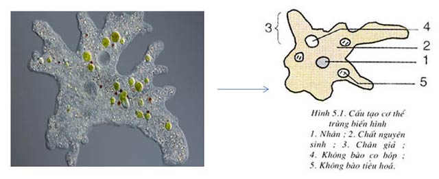 Không bào co bóp của trùng giày và trùng biến hình khác nhau như thế nào?