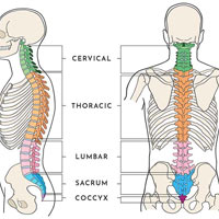 Hiện tượng uốn cong hình chữ S của xương cột sống ở người có ý nghĩa thích nghi thế nào?