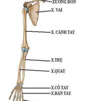 Sự khác nhau giữa xương tay và chân