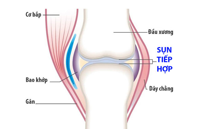 Sụn tăng trưởng có chức năng gì?
