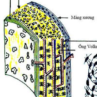 Ở xương dài màng xương có chức năng gì?