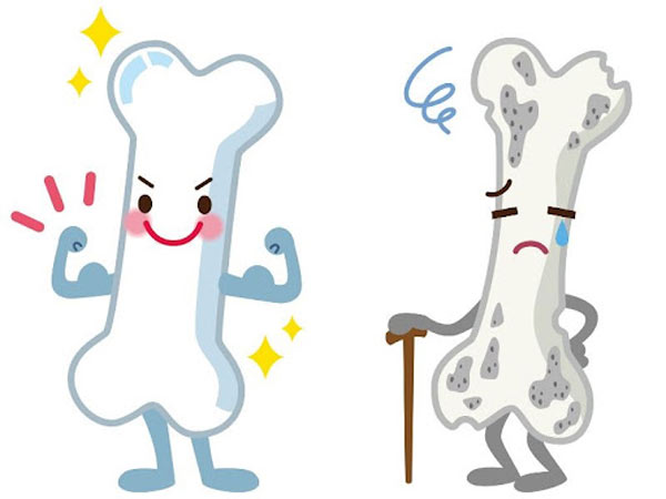 Xương dài ra do đâu?