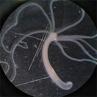 Ý nghĩa của tế bào gai trong đời sống của thủy tức