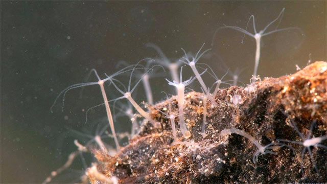 Ý nghĩa của tế bào gai trong đời sống của thủy tức