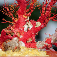 Cành san hô thường dùng trang trí là bộ phận nào của cơ thể chúng?