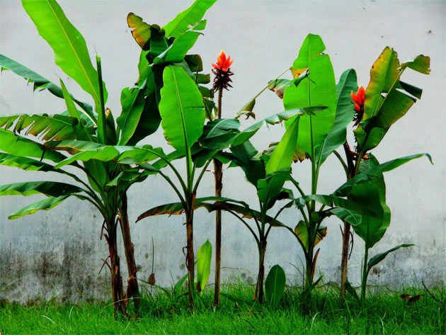 Trước trồng cau, sau trồng chuối