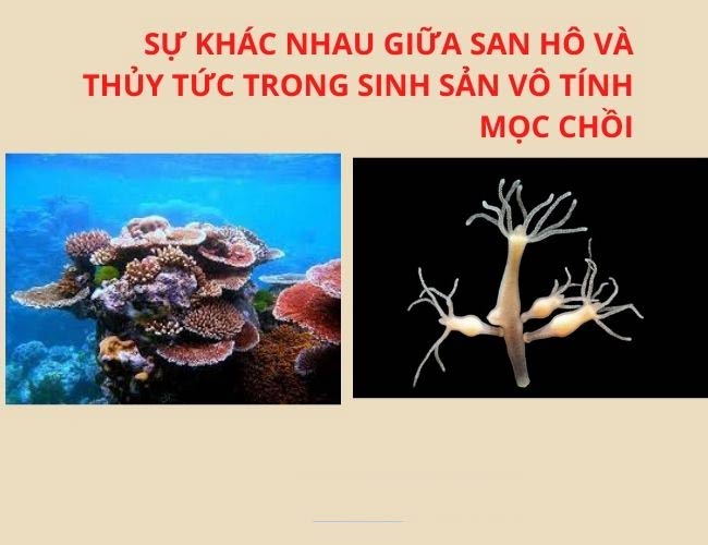 Sự khác nhau giữa san hô và thủy tức trong sinh sản vô tính mọc chồi