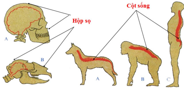 Nguyên nhân của sự khác biệt trong hình thái cấu tạo của bộ xương người và bộ xương thú