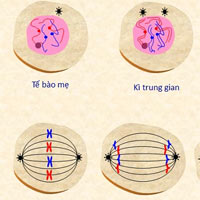 So sánh nguyên phân và giảm phân