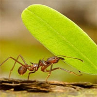 Ca dao tục ngữ về siêng năng kiên trì