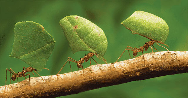 Ca dao tục ngữ về siêng năng kiên trì