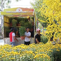 Giá hoa Tết tăng 30% so với tháng 8, tháng 3 rẻ hơn Tết 10%. Giá tháng 3 sẽ?