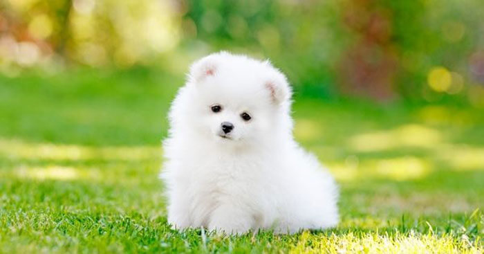 Hãy kể về một kỉ niệm đáng nhớ đối với một con vật nuôi mà em yêu thích