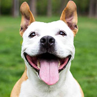 Tại sao vào những ngày hè nóng nực chó thường lè lưỡi ra?