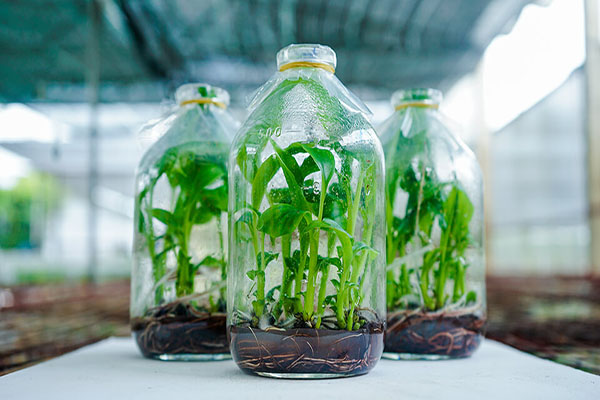 Trình bày quy trình công nghệ nhân giống cây trồng bằng nuôi cấy mô tế bào