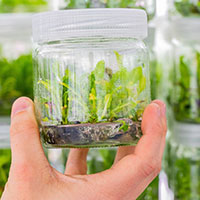 Công nghệ nuôi cấy mô tế bào có ý nghĩa gì?