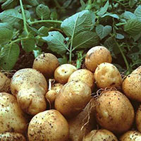 Cây pomato cây lai giữa khoai tây và cà chua được tạo ra bằng phương pháp?