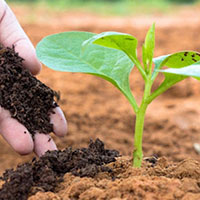 Bón phân hữu cơ cho đất có tác dụng?