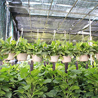 Người ta dùng phương pháp nào để nhân giống?