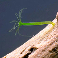 Hình thức sinh sản của thủy tức