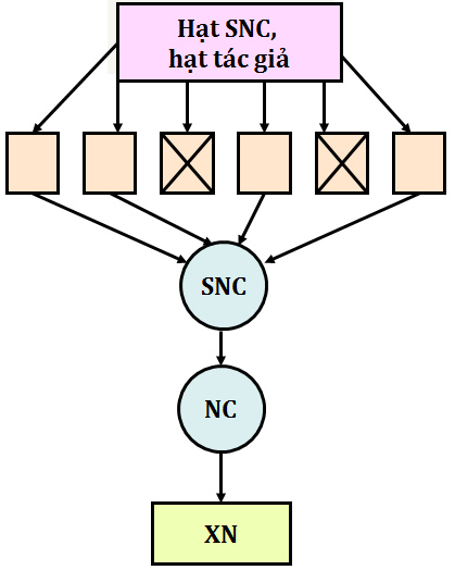 Quy trình sản xuất giống ở cây trồng tự thụ phấn theo sơ đồ duy trì