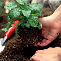 Độ chua của đất được chia làm mấy loại?