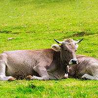 Vì sao trâu, bò nước ta mắc bệnh sán lá gan nhiều?