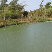 Ở nhiều ao đào thả cá, tại sao trai không thả mà tự nhiên có?