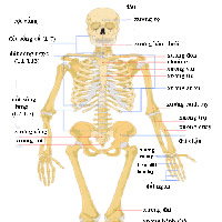 Phân tích những đặc điểm của bộ xương người thích nghi với tư thế đứng thẳng và đi bằng hai chân