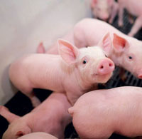 Dự đoán giá heo hơi hôm nay 20/12/2025