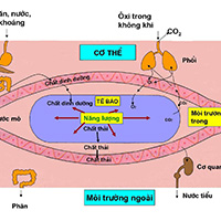 Quá trình trao đổi khí ở người diễn ra theo cơ chế