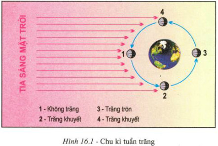 Vào các ngày có dao động thuỷ triều lớn nhất, ở Trái Đất sẽ thấy Mặt Trăng như thế nào?