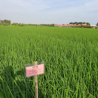 Thí nghiệm so sánh giống nhằm mục đích gì?