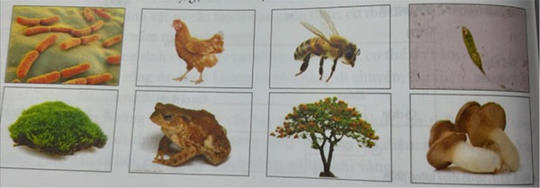 Đề thi học kì 1 Khoa học tự nhiên lớp 6 Cánh Diều năm 2021 - 2022