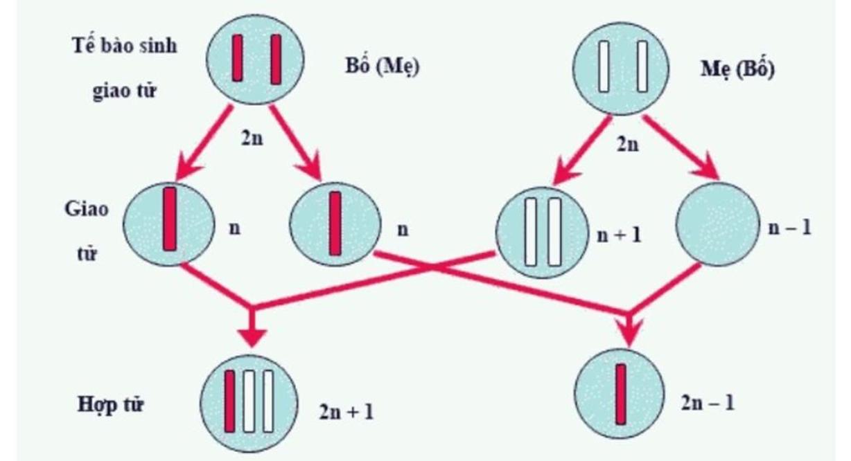  Đáp án đề thi học kì 1 lớp 9 môn Sinh 