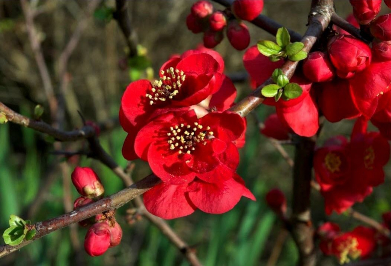 Thuyết minh về cây mai