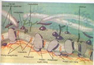 Cấu trúc của màng sinh chất