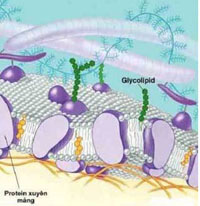Màng sinh chất có cấu trúc động là nhờ?