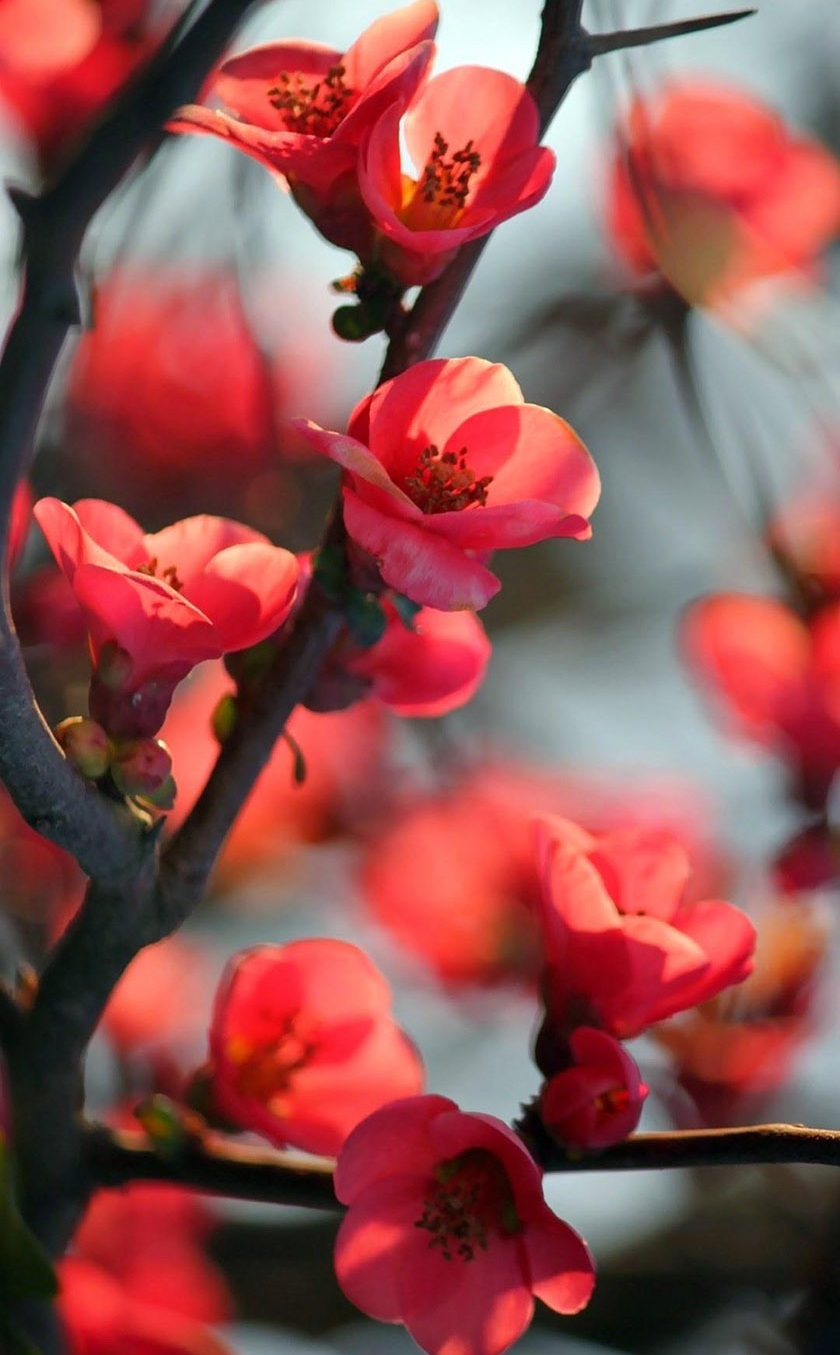 Hình nền hoa đào tết 2024