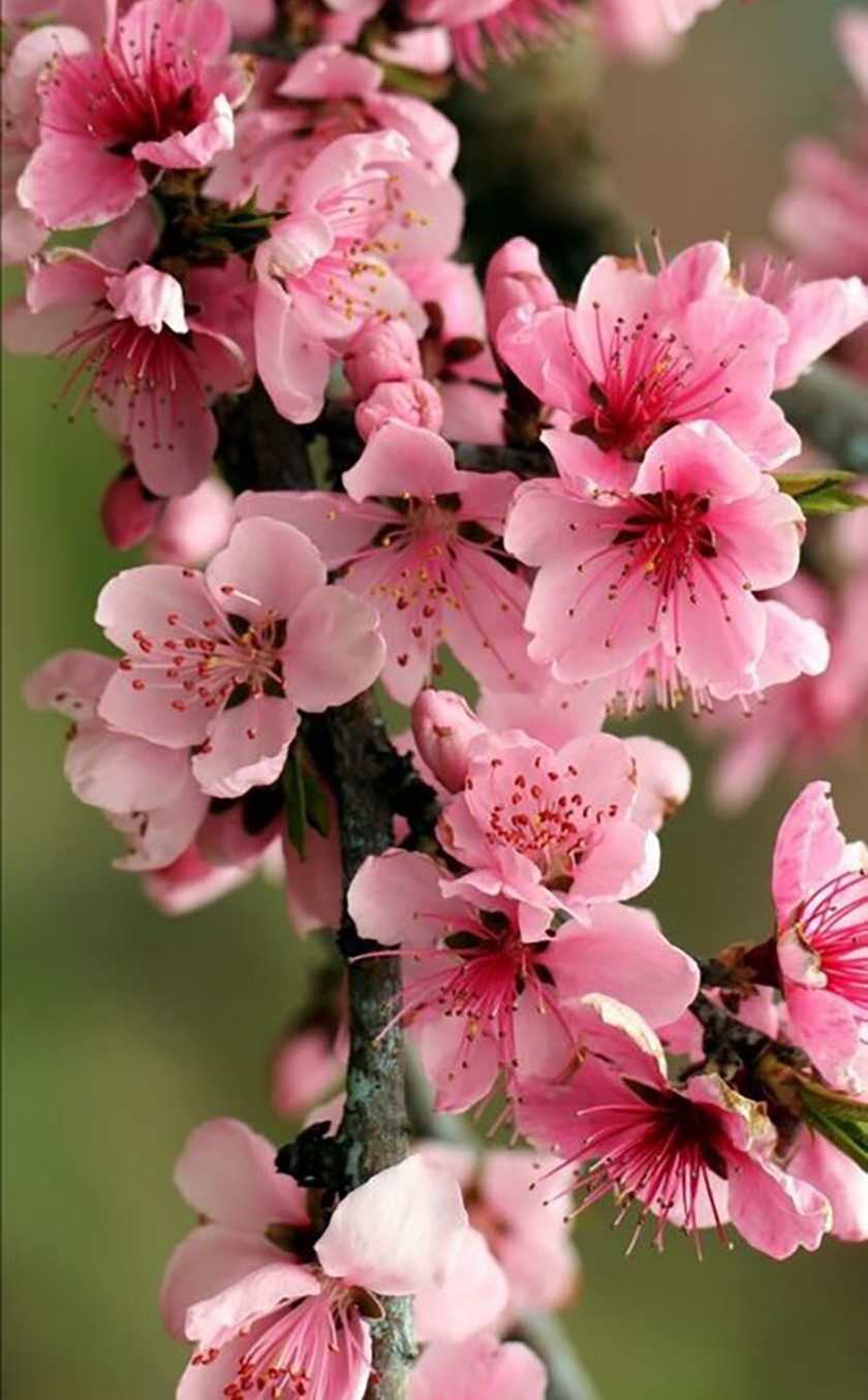 Hình nền hoa đào tết 2024