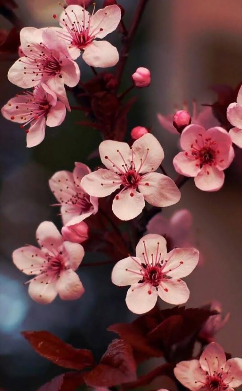 Hình nền hoa đào tết 2024