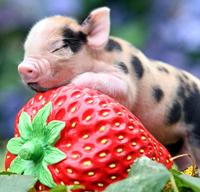 Xem tuổi xông đất năm 2024 tuổi Hợi