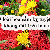 Các loại hoa nên kiêng kỵ tuyệt đối không đặt lên ban thờ vào ngày rằm, mùng 1, Tết Nguyên đán