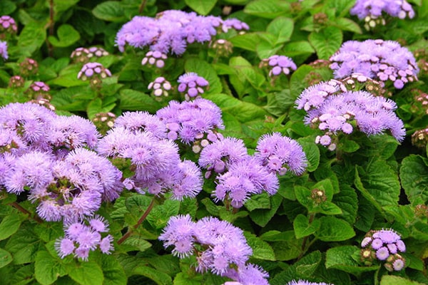 Những loài hoa kiêng kị đặt trên bàn thờ dịp Tết Nguyên Đán