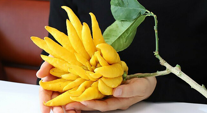 Cách chọn phật thủ đẹp