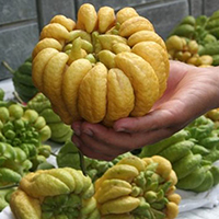 Cách chọn phật thủ đẹp để phát lộc cả năm